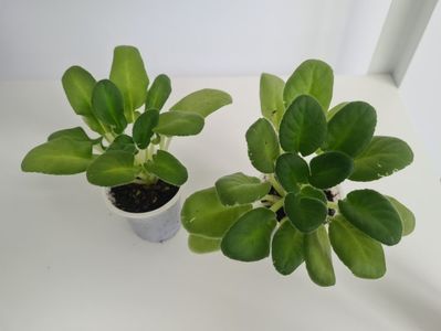 Senks Snowy Egret 28,25