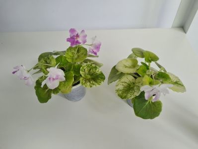 AV-Yaponskaya Vishnia 28,25