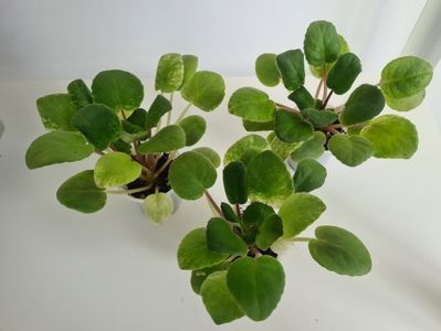 SV-Gorod Asha 28,28,28