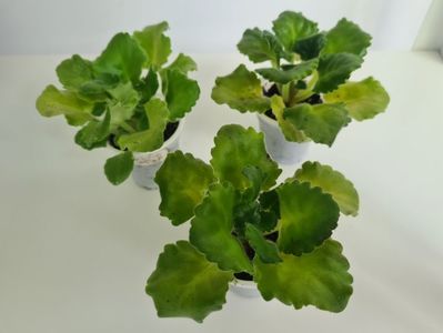 Curly Ocean 25,25,25