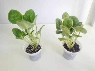 LE-Karnavalnaya Noch 22,22