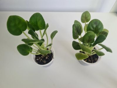 AE-Amour Elite 22,22