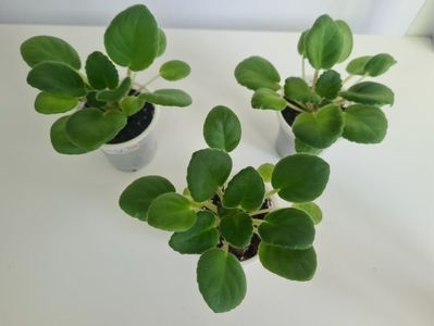 Macs Glacial Grape 23,23,23