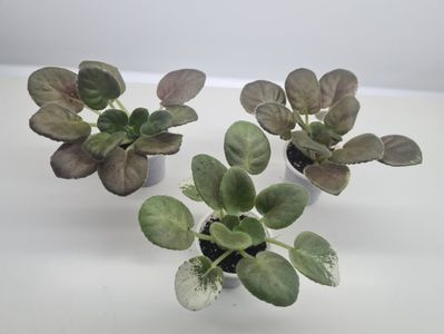 VaT-Tsar Goroh 20,20,20