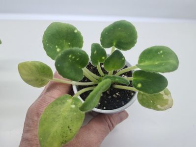 Shn-Kosmicheskaya Feya 35