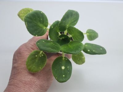 Shn- Kosmicheskaya Feya 40