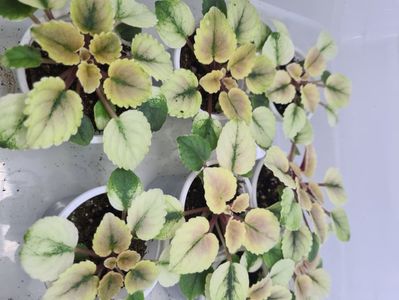 Macs Scorching Sun 23,23,23