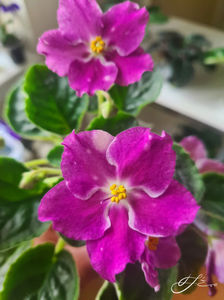 LE-Karnavalnaya Noch