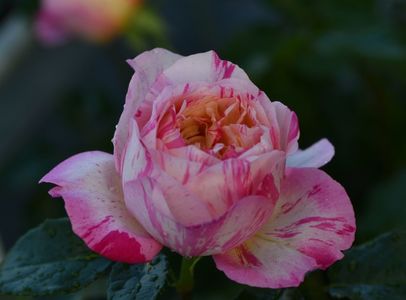 Julie Andrieu (urcator) 70; Parfum mediu.
Inflorire repetata tot sezonul.
Inaltime 150-200 cm.
