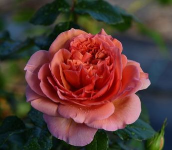 Belle DAnjou (tufa) 60; Parfum puternic. Inflorire repetata tot sezonul.
Inaltime 90-130 cm

