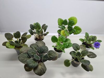 Set 1 pret 170; LE-Odaliska, Moroznaya Vishnia, Scandal, EK-Berendeevo Tsarstvo, RS-Madeira, LE-Goluboi Potok, LE-Elegance
