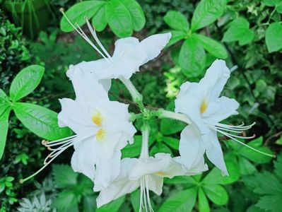 Azalea