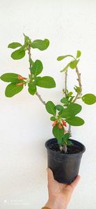 Iochroma fuchsioides; Are 50 cm.
