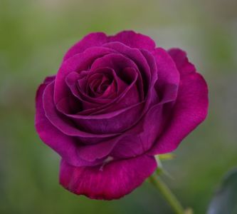 Parfum de Reve (tufa) 70; Foarte parfumat. Inflorire repetata tot sezonul.
Inaltime 70-90 cm.
