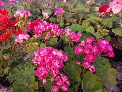 Australian Pink Rosebud