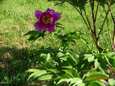 paeonia officinalis?