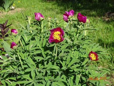 paeonia maximoweitschii