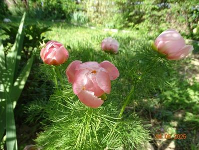 paeonia tenuifolia Rosea