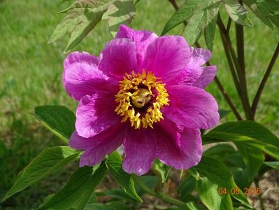 paeonia officinalis?