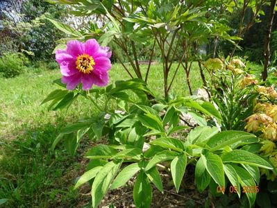 paeonia officinalis?
