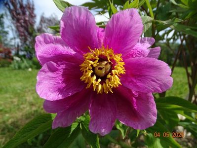 paeonia officinalis?