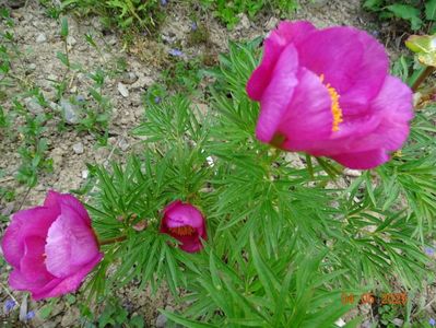 paeonia tenuifolia x mlokosewitschii hybrid