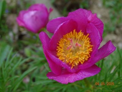 paeonia tenuifolia x mlokosewitschii