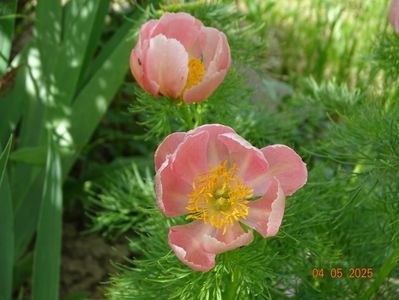 paeonia tenuifolia Rosea