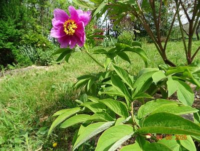 paeonia officinalis?