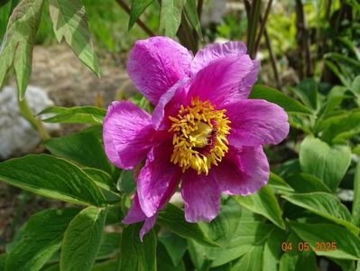 paeonia officinalis?