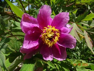 paeonia officinalis?