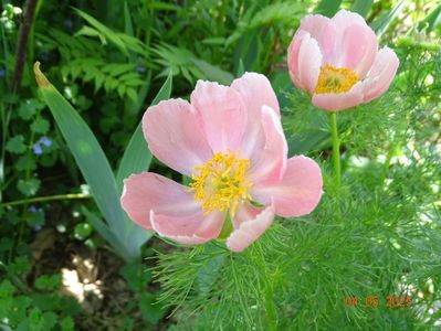 paeonia tenuifolia Rosea