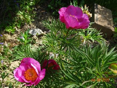 paeonia tenuifolia x mlokosewitschii