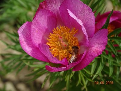 paeonia tenuifolia x mlokosewitschii