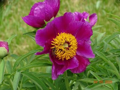 paeonia maximoweitschii
