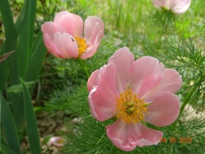 paeonia tenuifolia Rosea