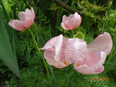 paeonia tenuifolia Rosea