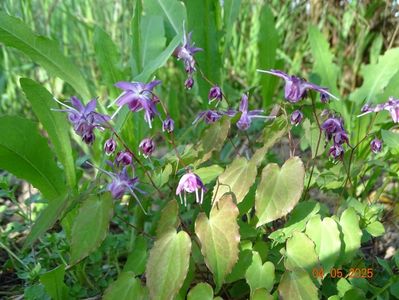 epimedium Lilafee