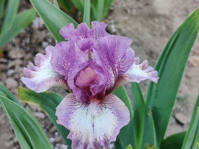 Ruflemania