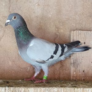 Femela 23-749