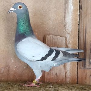 Mascul 24-853