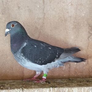 Mascul 23-456