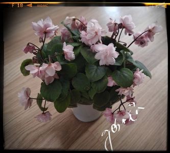 Edees Rosebud trail planta mare 60 lei