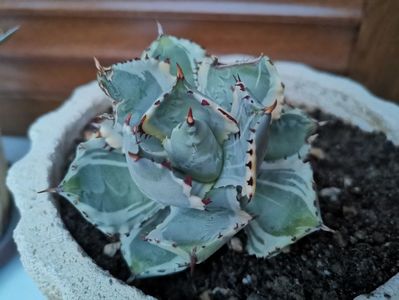 Agave  isthmensis kabutogani variegated.; Puiuțul din primele poze ale acestui album
