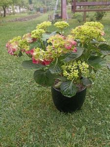 5.05-Carrefour (39 lei ghiveci ceramica inclus)