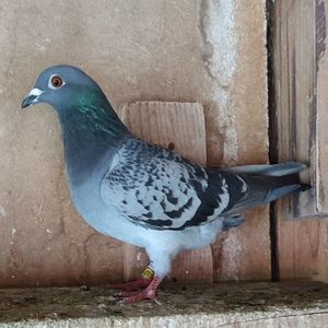 Femela 24-206