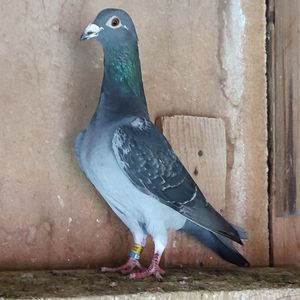 Mascul 24-293