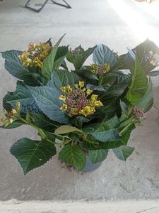 6.05-Hortensia (Lidl 40 lei)
