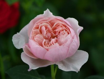 The Alnwick Rose (tufa) 80