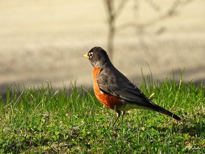 American Robin